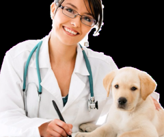 Veterinaria Dog Tor 